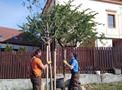 Sázení stromu